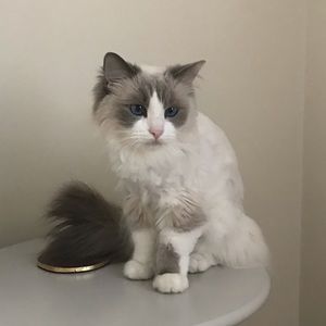 Meet your Posher, Leslie